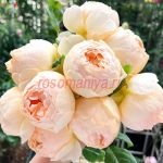 Джуд зе Обскур (Jude the Obscure) 2 сорт