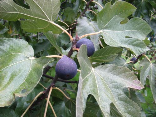 Инжир Черный принц