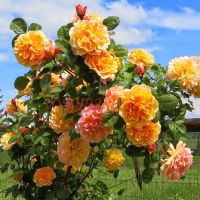 Зе Импрессионист(The Impressionist) 2 сорт