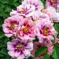 Изи он зе Ай (Easy on the Eyes) 2 сорт