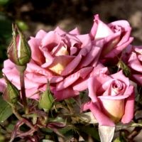 Инкогнито (Incognito) 2 сорт