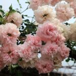 Коин оф Винтаж (A Сoign of Vantage) 2 сорт