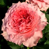 Корона (Corona) 2 сорт