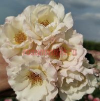 Кристаллин (Crystalline) 2 сорт