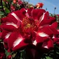 Лайтнинг Страйк (Lightning Strike) 2 сорт