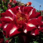 Лайтнинг Страйк (Lightning Strike) 2 сорт