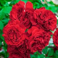 Леди ин Ред (Lady in Red) 2 сорт