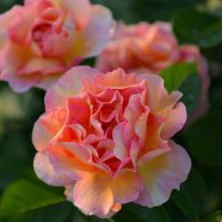 Ля Паризьен (La Parisienne) 2 сорт