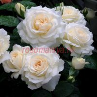 Мисс Диор (Miss Dior) 2 сорт