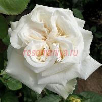 Павлова D. (Pavlova Delbard) 2 сорт