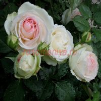 Пале Ройял (Palais Royal) 2 сорт