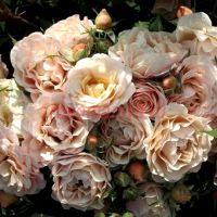 Парасол (Parasol) 2 сорт