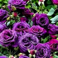 Парфюм де Рев (Parfum de Reve) 2 сорт