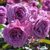 Плам Перфект (Plum Perfect) 2 сорт