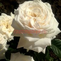 Пьер Ардити (Pierre Arditi) 2 сорт