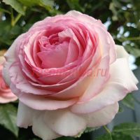 Пьер де Ронсар (Pierre de Ronsard) 2 сорт