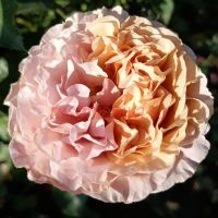 Саджитариус (Sagittarius) 2 сорт