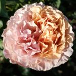 Саджитариус (Sagittarius) 2 сорт