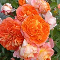 Самба (Samba Beetrose) 2 сорт