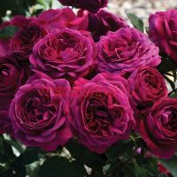 Селестиал Найт (Celestial Night) 2 сорт