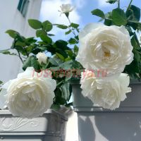 Сидзуку (Shizuku) 2 сорт