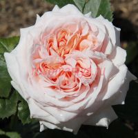 Стайл 800 (Stile '800) 2 сорт