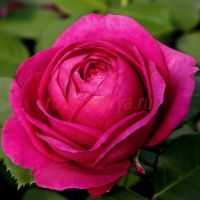 Фюр Элизе (Fur Elise) 2 сорт