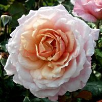 Шато де Вамаркус (Chateau de Vaumarcus) 2 сорт