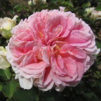 Эмезин Дей (Amazing Day) 2 сорт