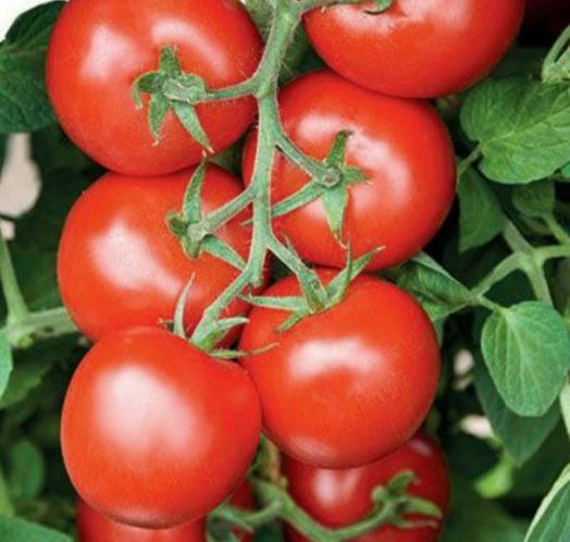 Томат детерминантный БЕТТА, 5г семян