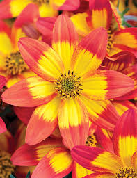 Микс № 7 (самый яркий)