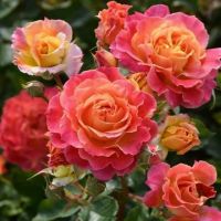 Шалёр (Chaleur)