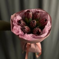 Протея (7 шт)