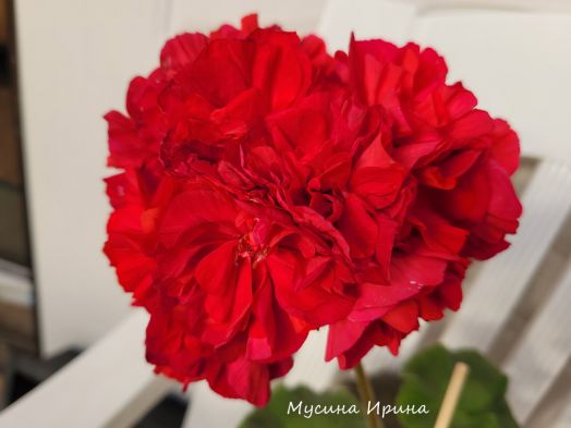 Шёлк Сердце Джунглей