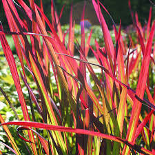 Императа цилиндрическая Ред Барон