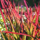 Императа цилиндрическая Ред Барон