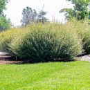 Ива пурпурная Нана