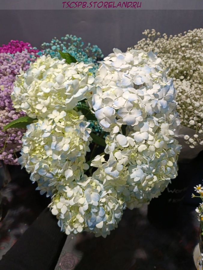 Гортензия голубая