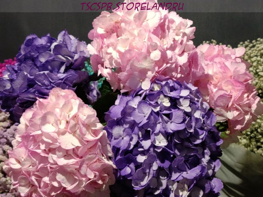 Гортензия микс