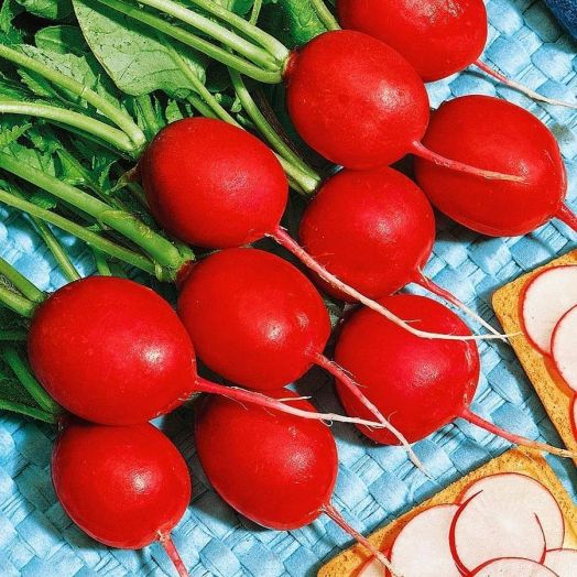 Редис Чемпион, 10г семян