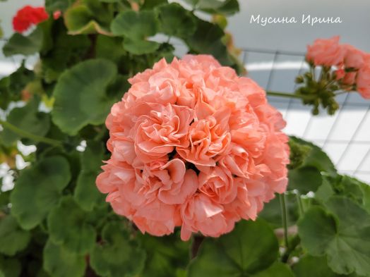 Шёлк Эликсир