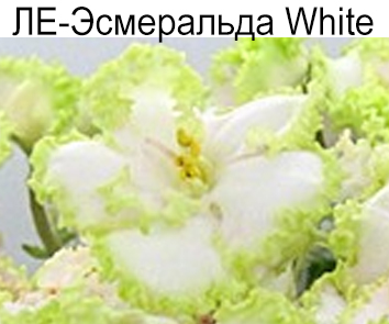 ЛЕ-Эсмеральда  White (Е.Лебецкая)