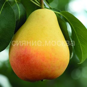 Груша Лада (подвой семенной, груша лесная), 1 шт (Поиск)