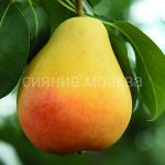 Grusha-Lada-podvoj-semennoj-grusha-lesnaya-1-sht-Poisk