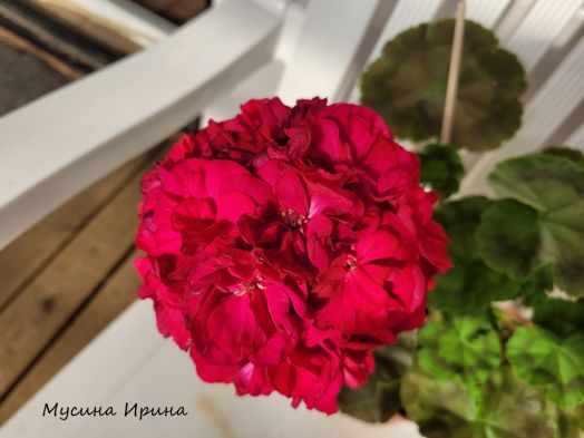 Шёлк Мистика