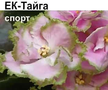 ЕК-Тайга спорт (Коршунова)