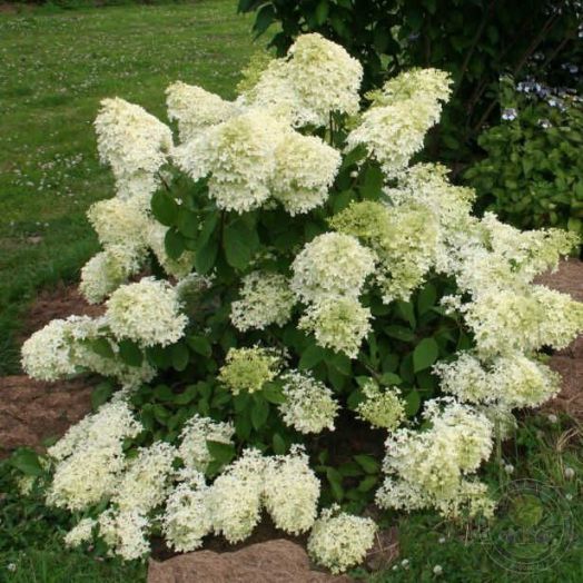 Гортензия метельчатая Дентель де Горрон