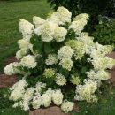 Гортензия метельчатая Дентель де Горрон