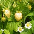 Земляника альпийская Ананасная