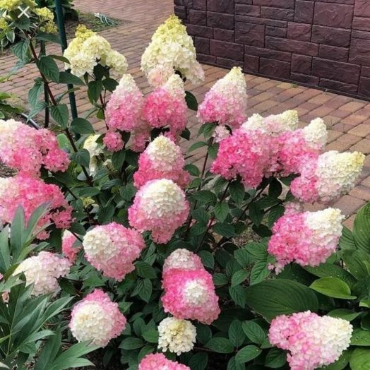 Гортензия метельчатая Санди Фрайз